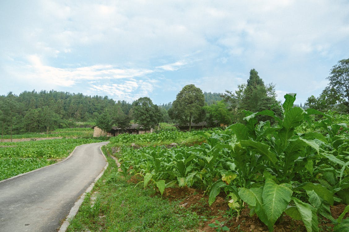 Crops on the Roadside in the Rural Area