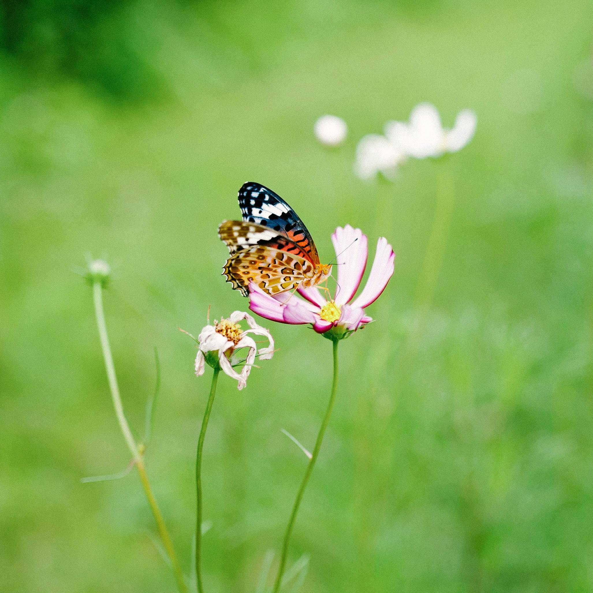 A vibrant butterfly feeding on a pink flower with a blurred green background, showcasing nature's beauty.