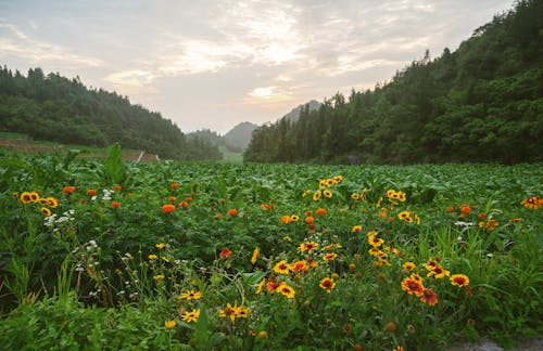 Photo of Flowers Near Green Plants