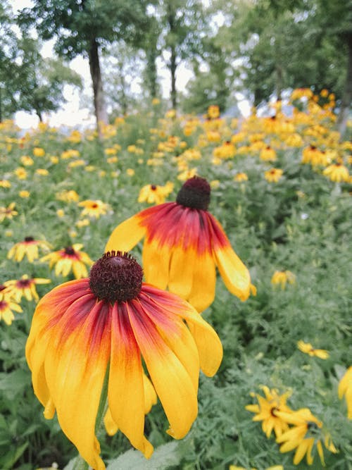 A Close-Up Shot of Black-eyed Susan Flowers