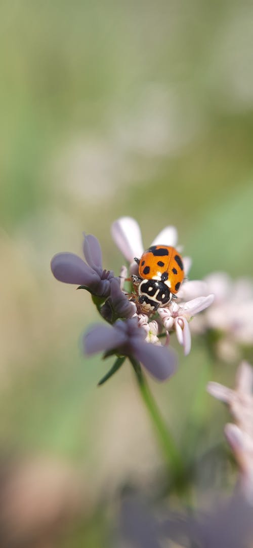 A Ladybug Feeding on Flowers