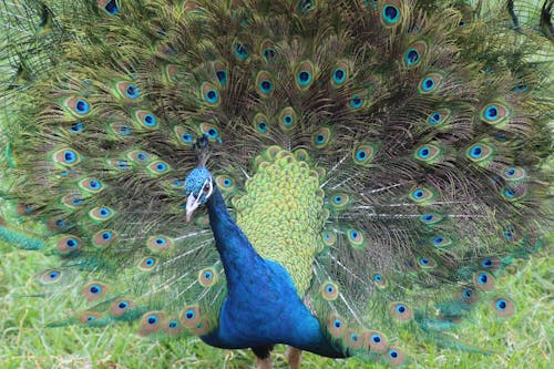 Free A Blue Peacock Displaying Tail Feathers Stock Photo