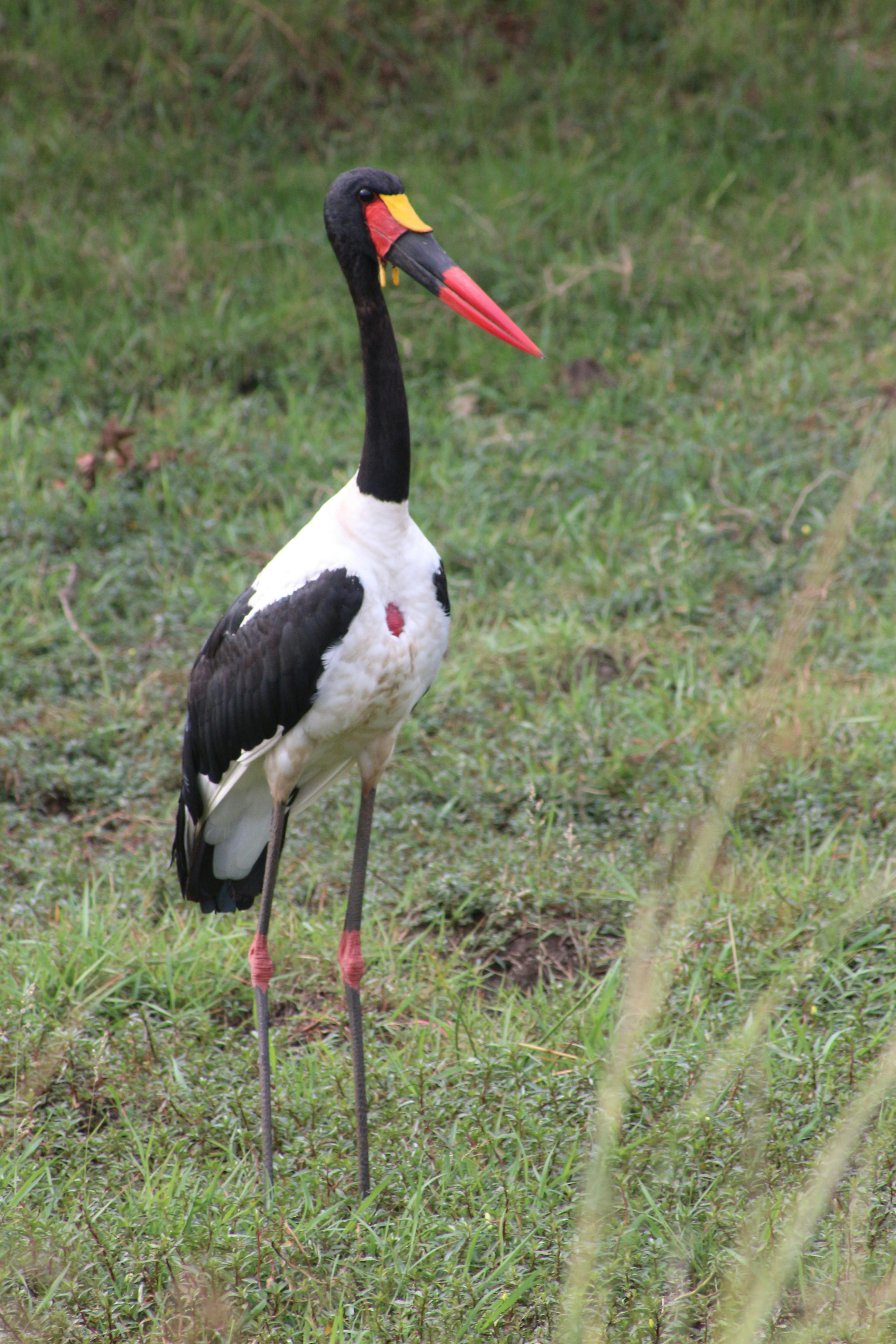 a black stork on a grassy field