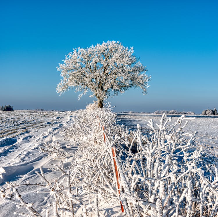 Bushes And Tree Under Snow