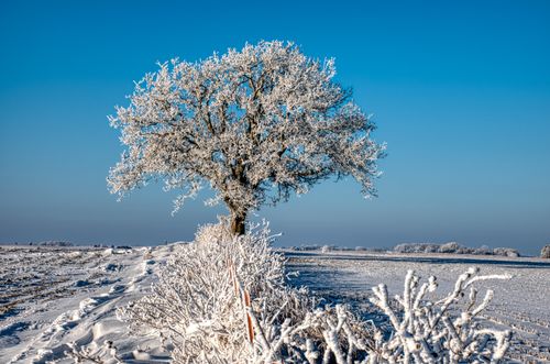 Free Breathtaking view of a frosty tree and snow-covered landscape under a clear blue sky in Lake City, MN. Stock Photo