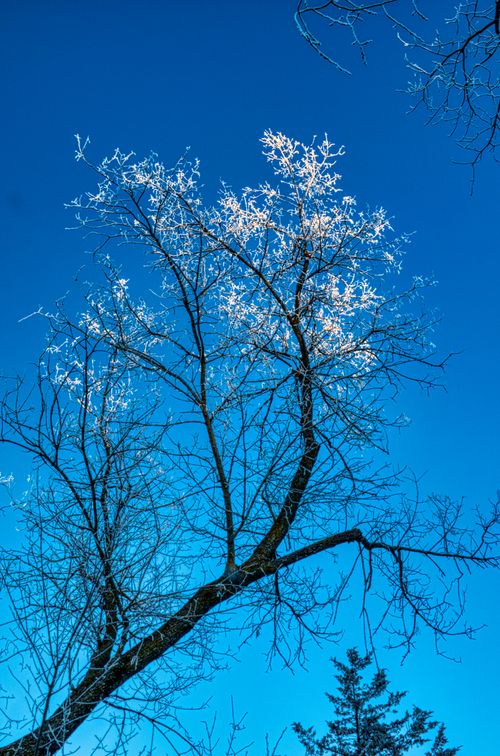Free A bare tree with frosty branches set against a vibrant blue winter sky in Theilman, MN. Stock Photo