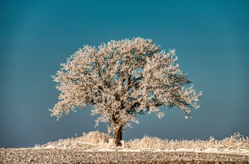Free A solitary tree covered in frost, standing in a winter landscape under a clear sky. Stock Photo