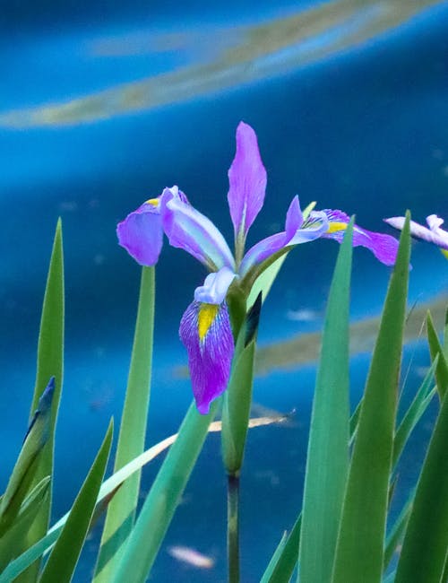 Free stock photo of flower buds, iris