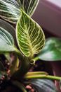 Green Plant in Close Up Photography
