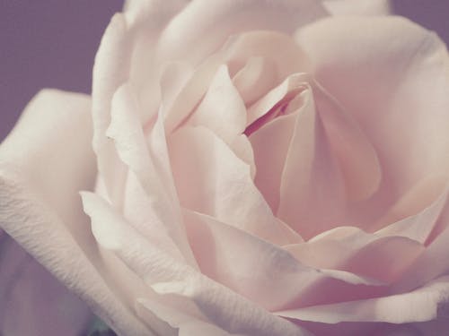 бесплатная Крупным планом фото белой розы Стоковое фото