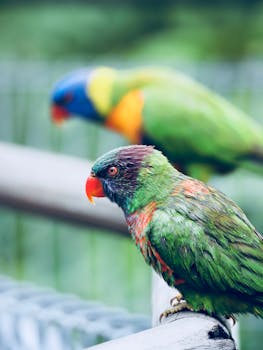 户外环境中栖息的一只色彩缤纷的鹦鹉特写镜头