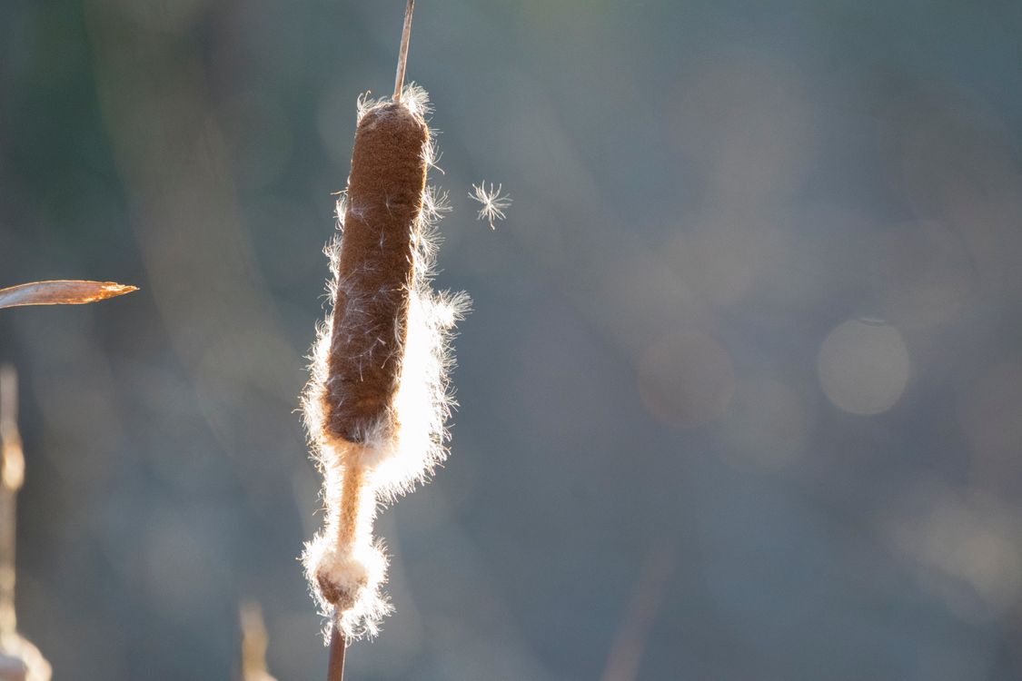 Free stock photo of cattail, cattail seed, seed blowing