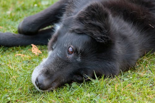 Free Black Border Collie Lying on the Green Stock Photo