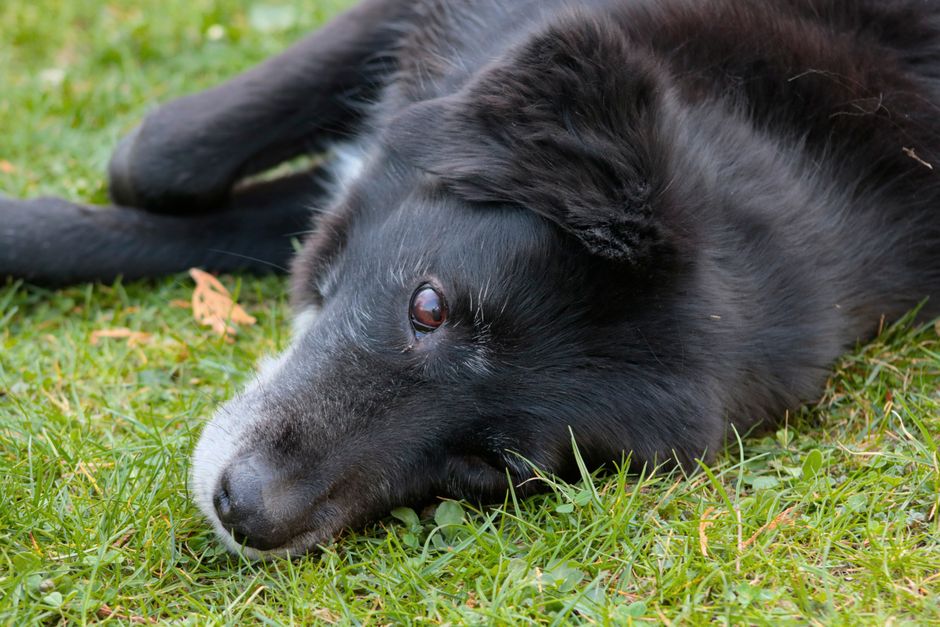 A calm Border Collie lying on lush green grass, enjoying a tranquil moment.
