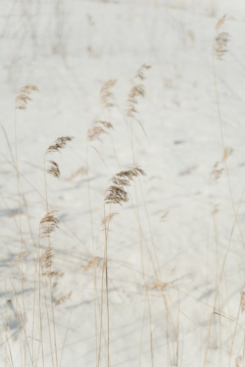 Dried Grass on Snow Covered Ground