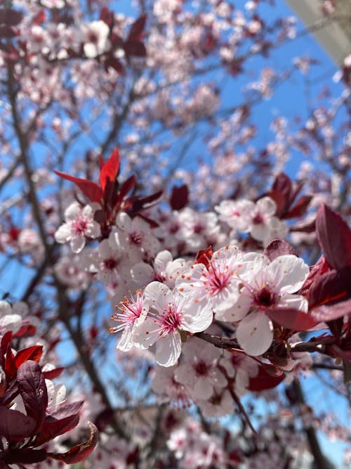 Δωρεάν στοκ φωτογραφιών με άνθη κερασιάς, ανθίζει, γκρο πλαν Φωτογραφία από στοκ φωτογραφιών