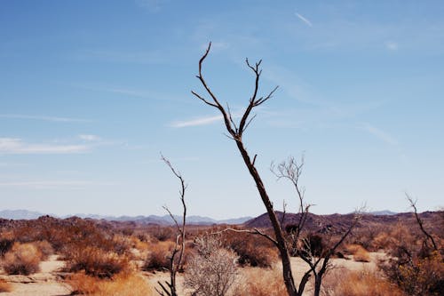 Foto profissional grátis de árido, árvores nuas, céu limpo