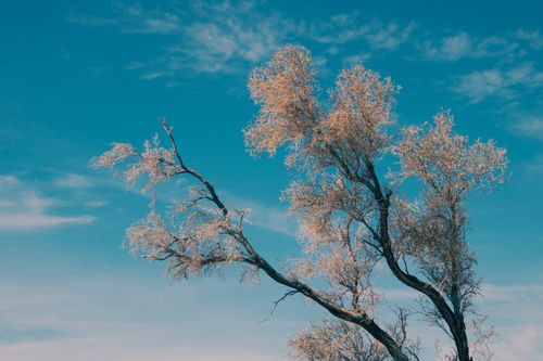 Free A serene view of smoketree branches silhouetted against a clear blue sky, capturing nature's elegance. Stock Photo