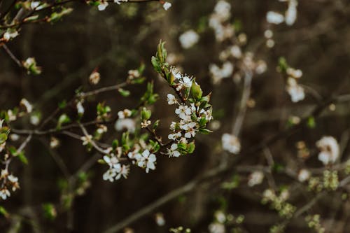 Close Up Shot of White Flowers in the Tree