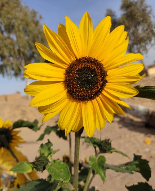 Ücretsiz ayçiçeği, bahar, bitki içeren Ücretsiz stok fotoğraf Stok Fotoğraflar
