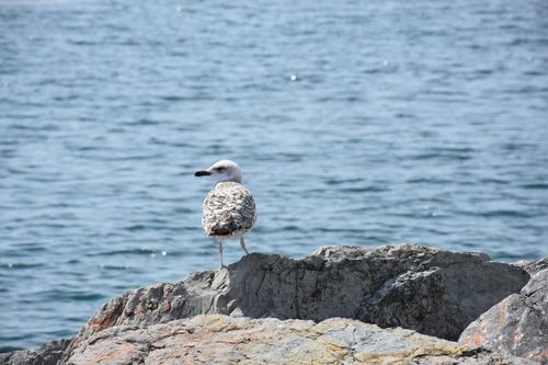 Free A solitary seagull resting on rocky shores by the Bosphorus in İstanbul. Stock Photo