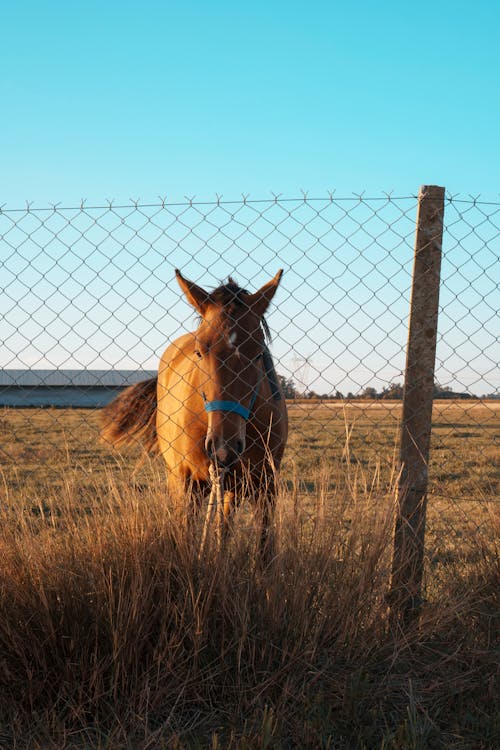 Foto d'estoc gratuïta de animal, camp, cavall