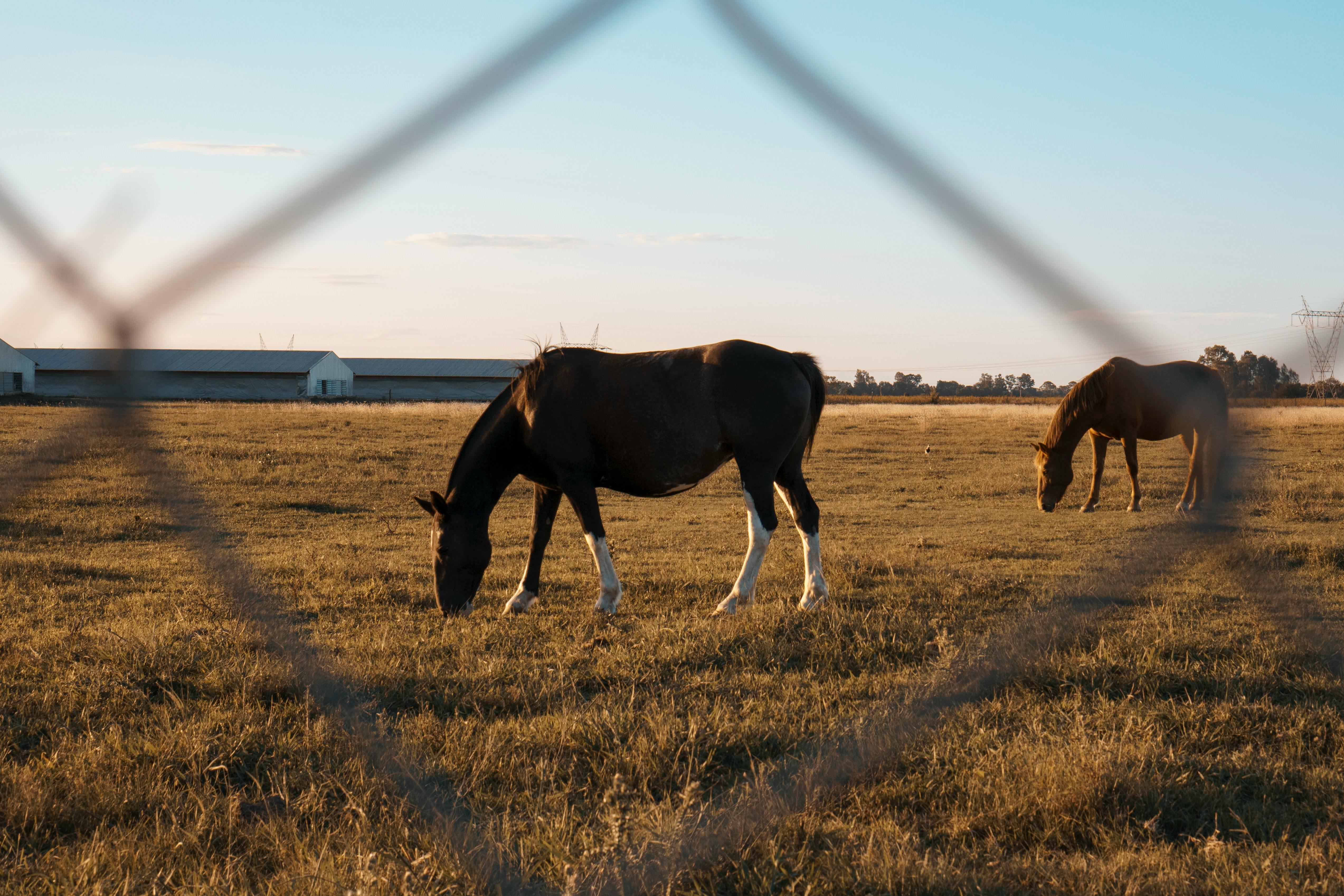 Elanco Animal Health Reports First Quarter 2026 Results — Photo by Mario Amé on Pexels