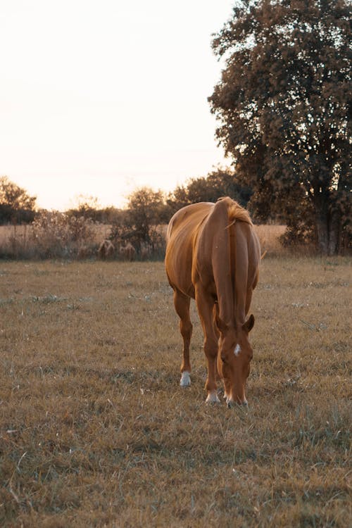 A Brown Horse on the Green Grass Field