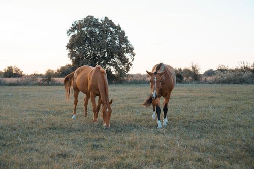 Free Two brown horses grazing peacefully in a lush pasture during sunset, casting a serene scene. Stock Photo