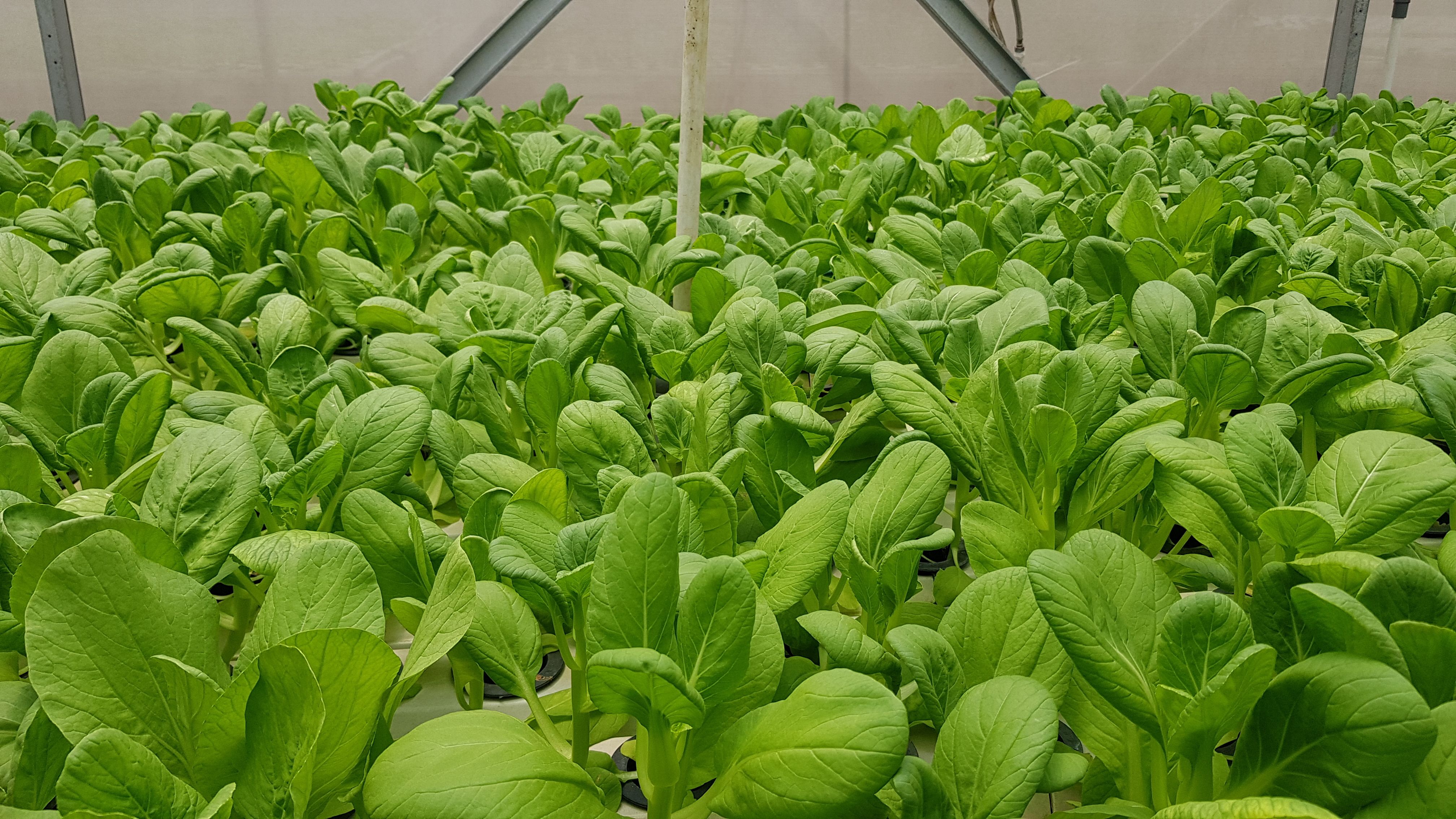 Rows of vibrant green lettuce growing indoors in a high-tech greenhouse setting.