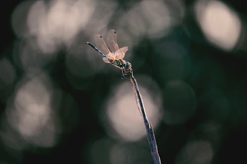 Close-Up Photo of a Dragonfly on a Stick