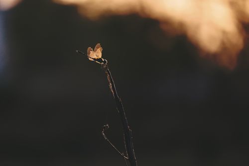 Free Close-up of a dragonfly resting on a tree branch during sunset in Sundergarh, India. Stock Photo