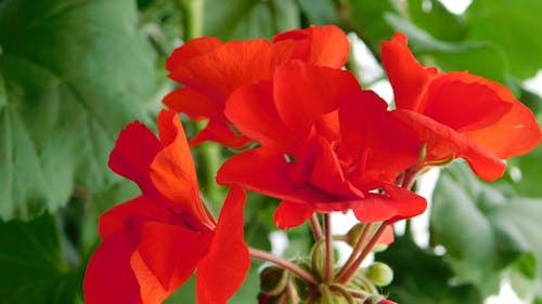 Beautiful Red Flowers in Bloom