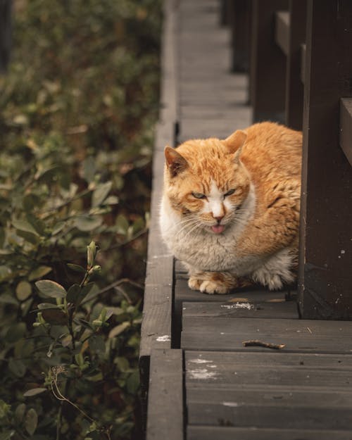 Orange Cat Sitting on the Boardwalk