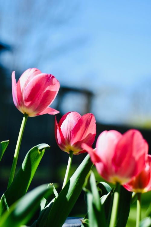 Free Beautiful pink tulips blooming under a clear blue spring sky, showcasing nature's vibrant colors. Stock Photo