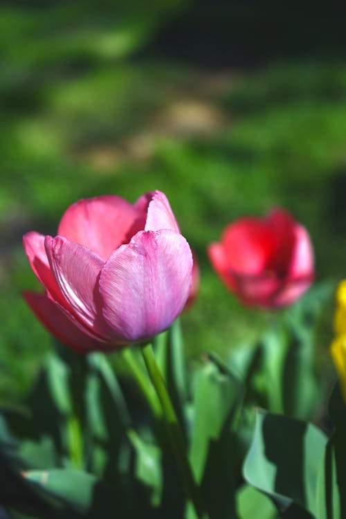 Close Up Shot of a Pink Tulips