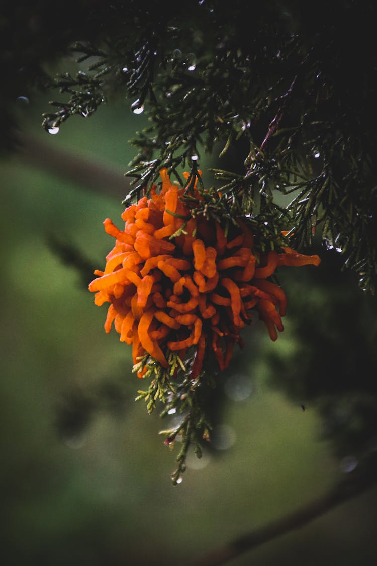 Cedar Tree With Apple Rust And Dew