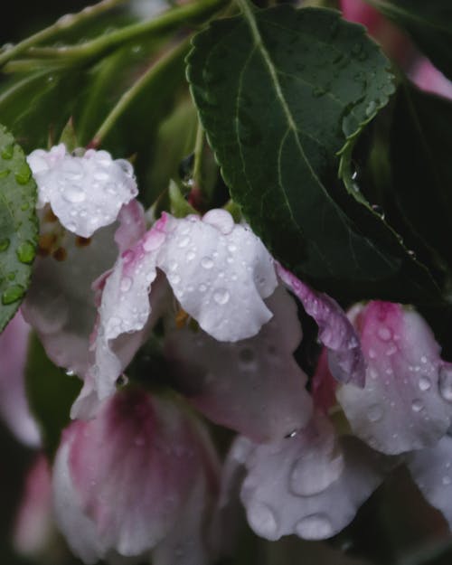 Безкоштовне стокове фото на тему «rosaceae, rosales, аромат»