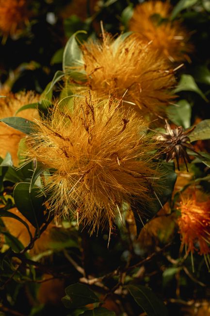Close-up of bright yellow flowers with lush green leaves, showcasing natural beauty outdoors.