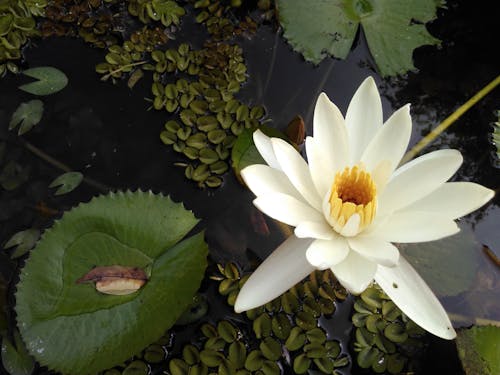 Imagine de stoc gratuită din a închide, floare, fotografie de flori