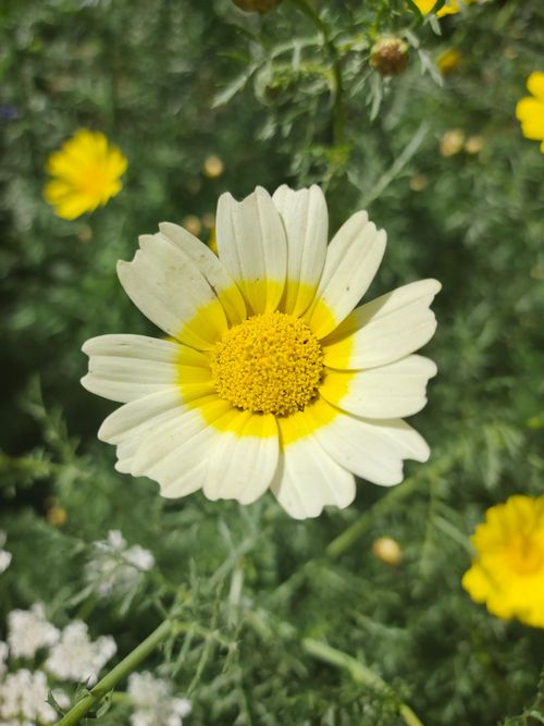 Free A vibrant white daisy blooming outdoors in Guelma, Algeria showcases nature's beauty. Stock Photo