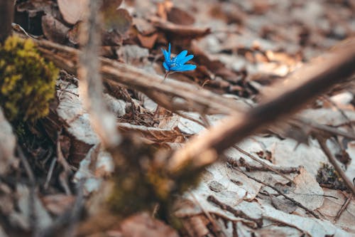 Gratis stockfoto met aarde, blauwe bloem, bloemblaadjes