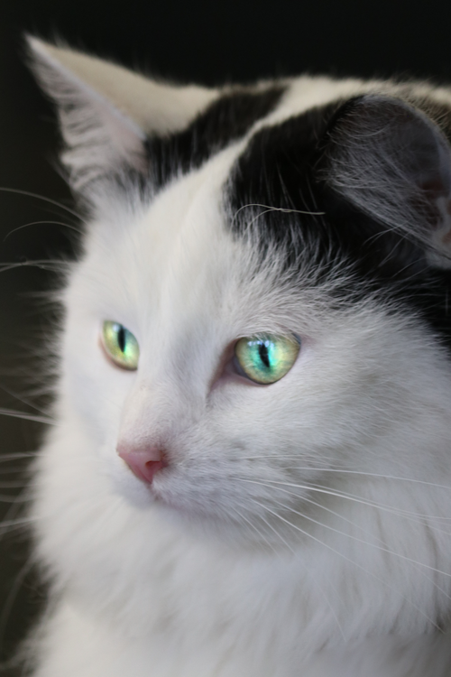 Free Charming close-up of a white cat with striking green eyes in detail. Stock Photo