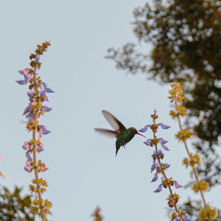 Humming Bird Hovering Over Flowers