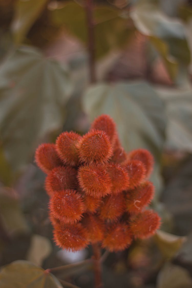 Lipstick Tree With Seed Pods In Garden