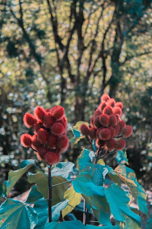 Close-Up View of a Bixa Orellana