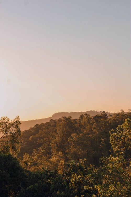 Free Captivating sunset view over a verdant forest with soft light creating a tranquil ambiance. Stock Photo