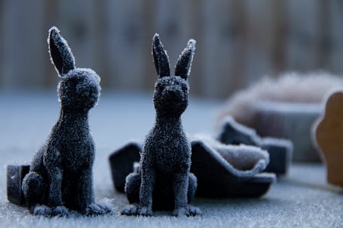 Gratis lagerfoto af kanin, kaniner, krammedyr Lagerfoto