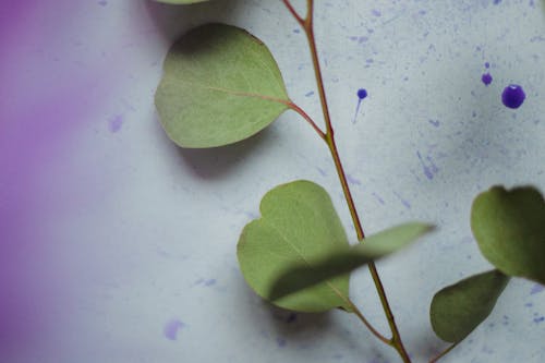 A Close-Up of Eucalyptus Leaves