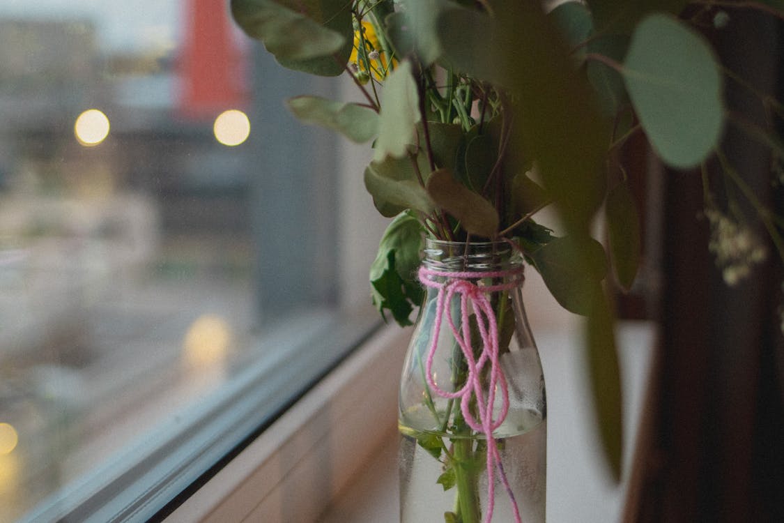 Photo of a Green Plant in a Glass Jar